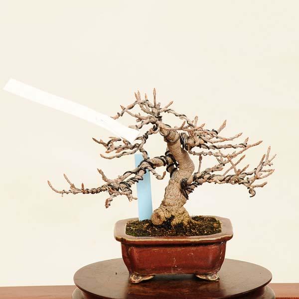 盆栽 特選：宮様楓 現品*かえで カエデ Kaede bonsai Acer ミニ盆栽