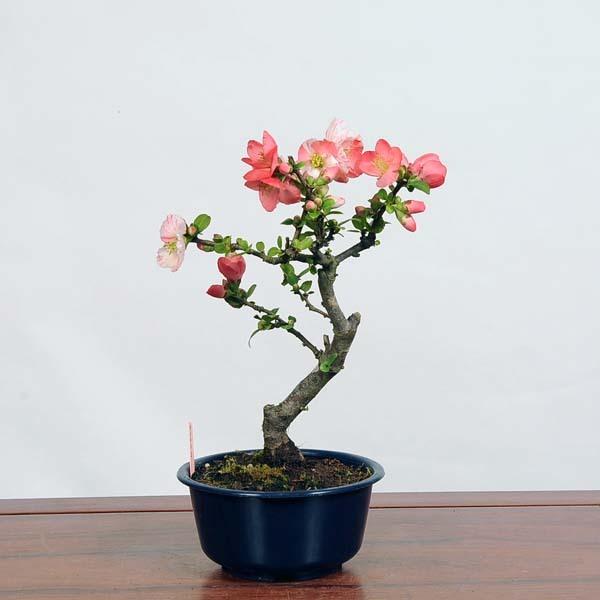 小品盆栽：木瓜(ぼけ) 東洋錦 現品*ボケ 放春花 Boke 送料無料 : 遊恵