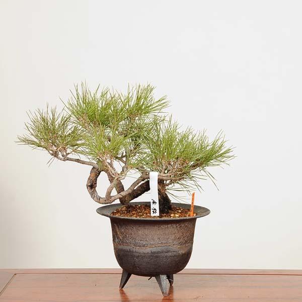 インテリア盆栽：赤松（アカマツ）現品*男前 あかまつ Akamatsu 送料