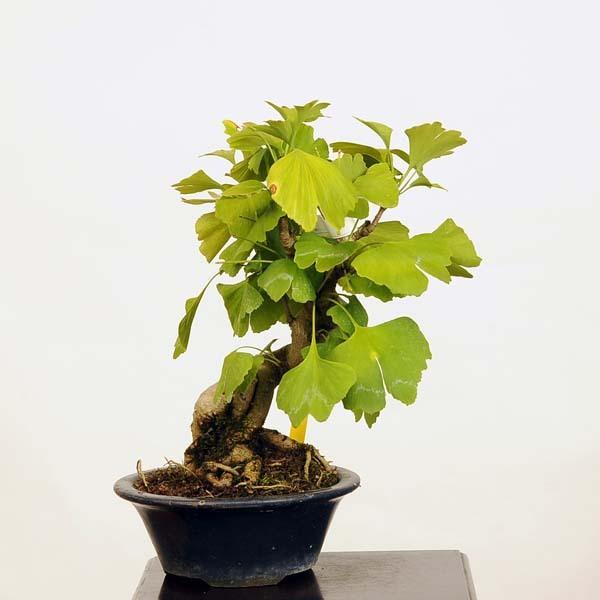 小品盆栽：銀杏（いちょう） 現品* イチョウ Icho 送料無料 : 遊恵盆栽