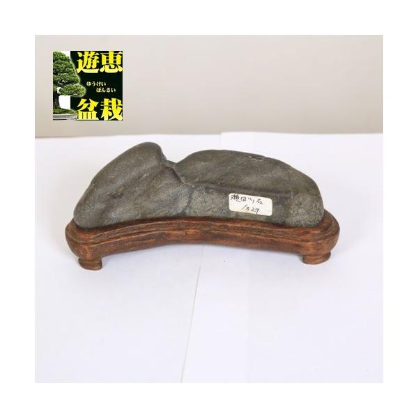 水石：瀬田川石 現品*資材 せたがわ : 遊恵盆栽 Yahoo!店 - 通販