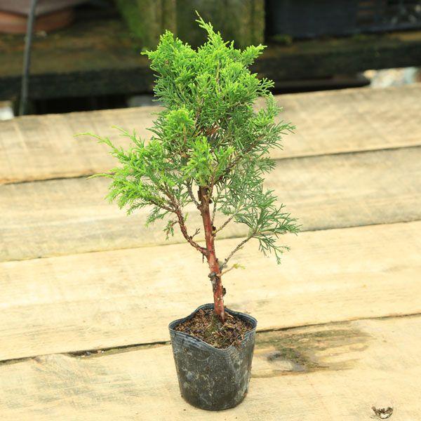 苗：糸魚川真柏（大）* : 遊恵盆栽 Yahoo!店 - 通販 - Yahoo!ショッピング