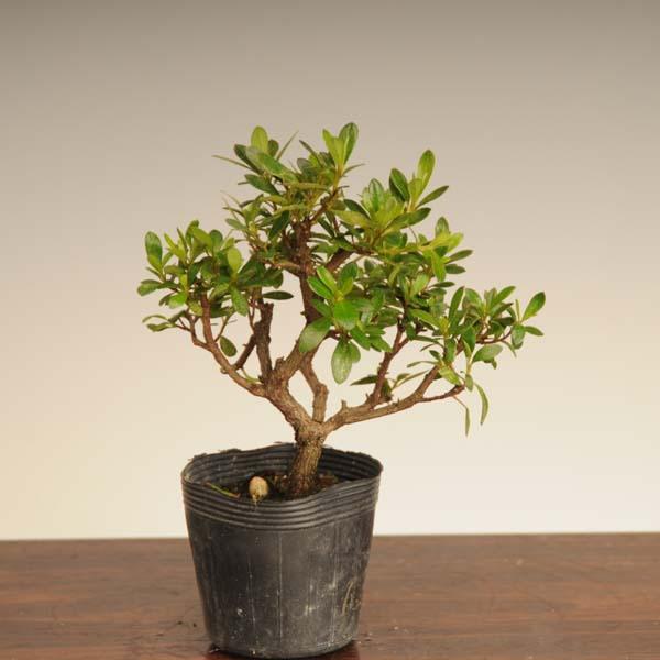 苗：さつき（若恵比寿） : 遊恵盆栽 Yahoo!店 - 通販 - Yahoo!ショッピング