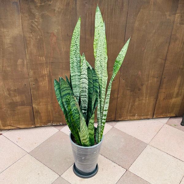 おしゃれ 観葉植物：サンスベリア ゼラニカ*鉢植え 受皿付 Sansevieria