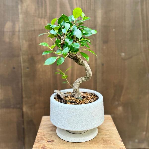観葉植物：ガジュマル 鉢植え 受皿付*桐生砂飾り Ficus microcarpa