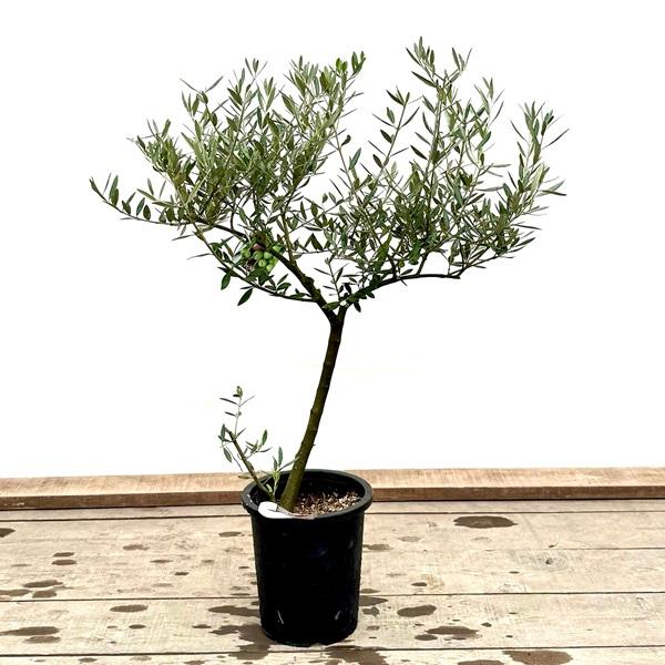 おしゃれ 観葉植物：オリーブの木 ピクアル 8号*現品8 SOUJU 創樹 そう