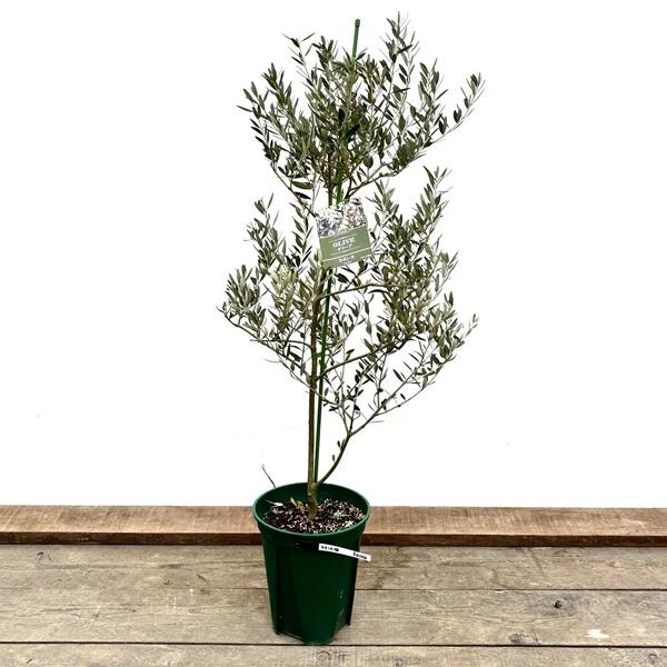 シンボルツリー 観葉植物：オリーブの木 カヨンヌ*8号 現品をお届け
