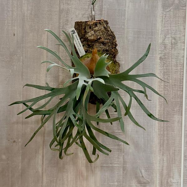 おしゃれ 観葉植物：ウィリンキー ジェイドガール スポア株 コルク付