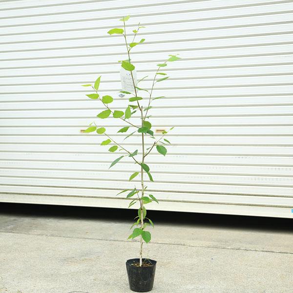 苗/庭木苗：シラカバ*（白樺）しらかば ジャクモンティ― 樹高 約