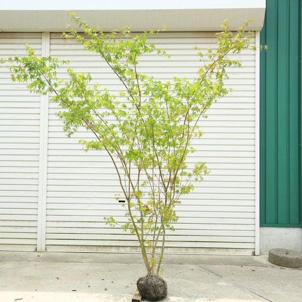 庭木：イロハもみじ（モミジ）* 株立ち 樹高：約170cm 全高：約