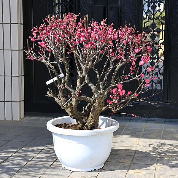 特選庭木・植木：梅の木（立ち梅）（紅梅）八重咲き 玉造り 梵天 現品