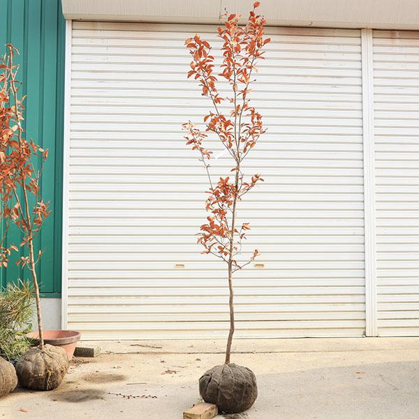 庭木 植木 ：ヤマコウバシ（山香ばし）*やまこうばし 現品限り 単木