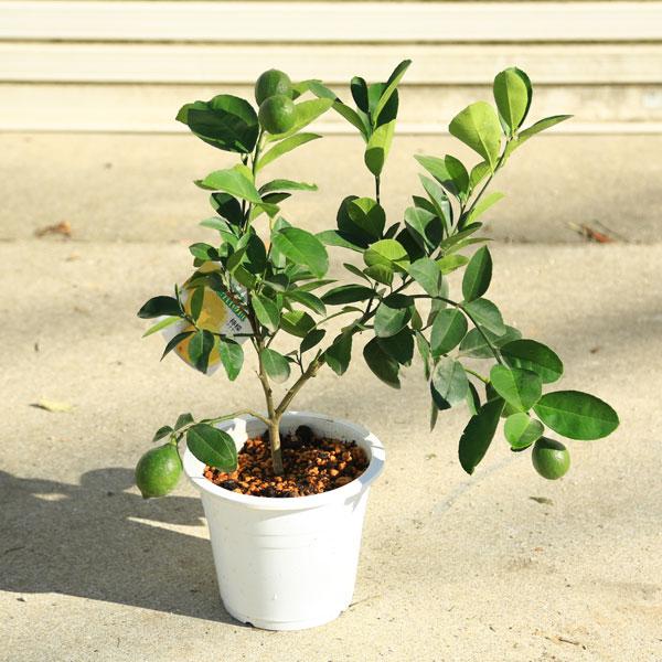 庭木 植木 果樹 苗木：レモン（マイヤーレモン）大株 れもん 檸檬 苗