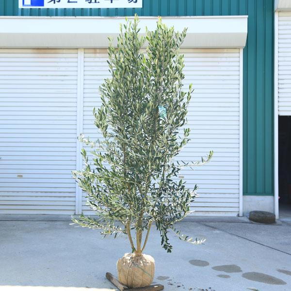 オリーブの木 シプレシーノ 約190cm NO.1901 大型 現品掲載 古木