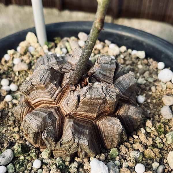 コーデックス：アフリカ亀甲竜*塊根幅6.5cm 現品！一品限り : 遊恵