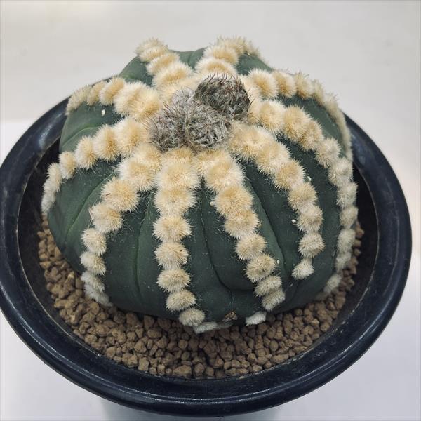 サボテン：アストロフィツム 王冠瑠璃兜丸 般若ツギ*幅9cm 現品！一品