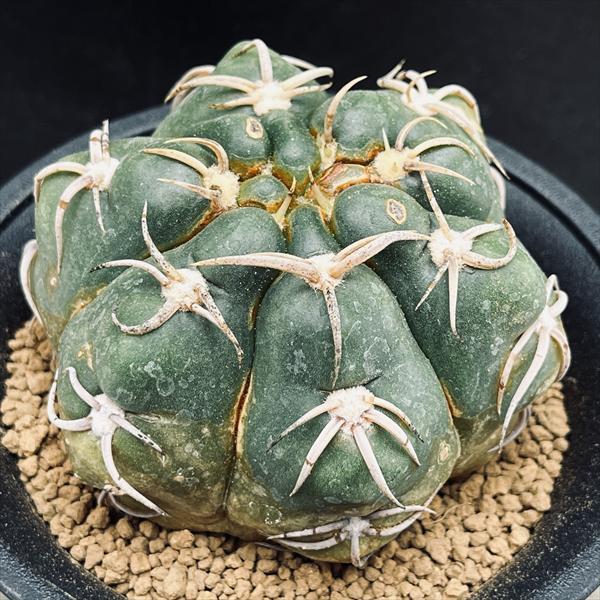 サボテン：ギムノカリキウム 狂刺海王丸 実生*幅8cm 現品！一品限り