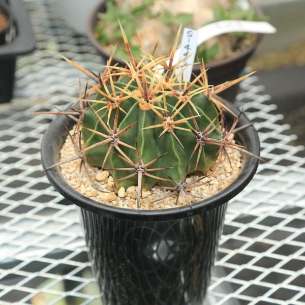 サボテン：フェロカクタス 強刺文鳥丸*12cm 現品 一品限り : 遊恵盆栽