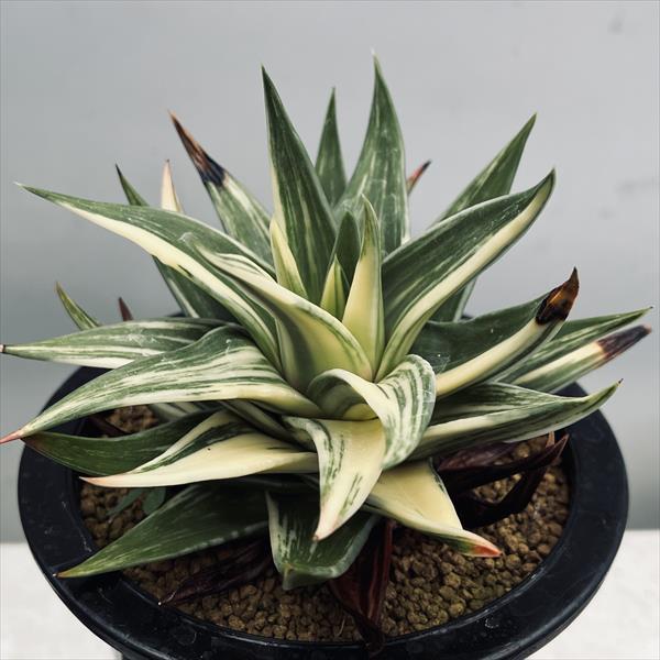 多肉植物：ハオルチア 瑞鶴錦*幅12cm 現品！一品限り : 遊恵盆栽