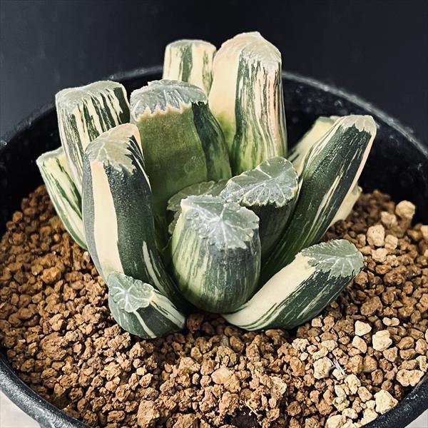 多肉植物：ハオルチア 鮮明黄色斑 万象錦*幅6cm 現品 一品限り