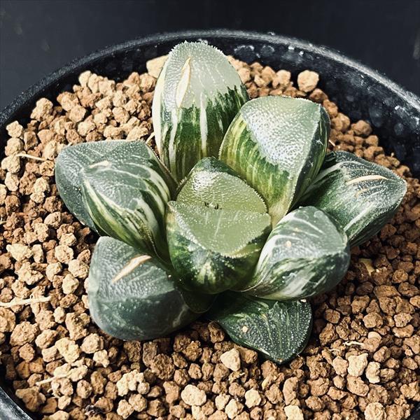 多肉植物：ハオルチア 鮮明黄色斑 コレクタ錦*幅6cm 現品 一品限り