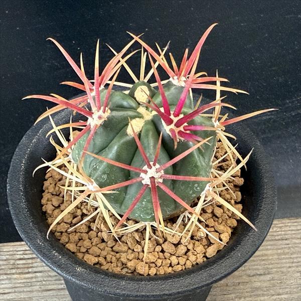サボテン：フェロカクタス 神仙玉*幅4cm ☆赤松実生 : 遊恵盆栽