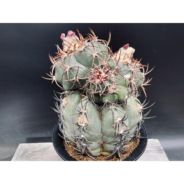 サボテン：エキノカクタス 太平丸 実生*幅16cm 現品！一品限り : 遊恵