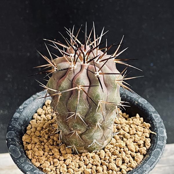 サボテン：コピアポア 黒王丸*幅3.5cm ☆赤松実生 現品！一品限り