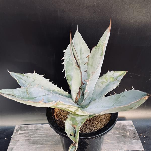 多肉植物：アガベ チタノタ ホワイトアイス*幅29cm 現品！一品限り