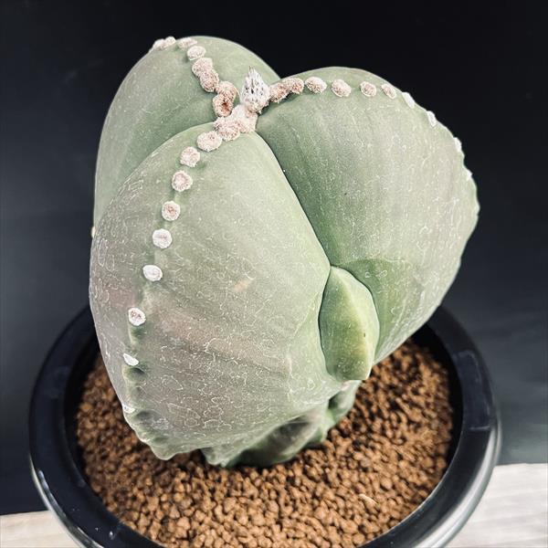 サボテン：アストロフィツム 三角碧瑠璃鸞鳳玉 実生*幅11cm 現品