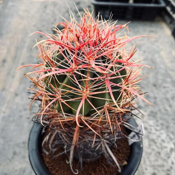 サボテン：フェロカクタス 刈穂玉*幅9cm 現品！一品限り : 遊恵盆栽