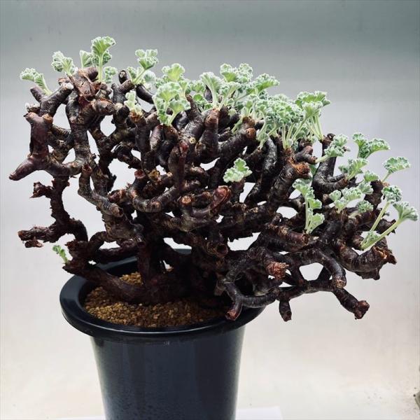 コーデックス：ペラルゴニウム ミラビレ 大株*幅26cm 現品！一品限り