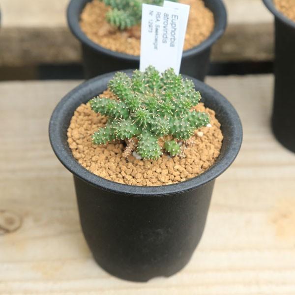 多肉植物：ユーフォルビア アトロビリディス*塊幅5cm : 遊恵盆栽 Yahoo