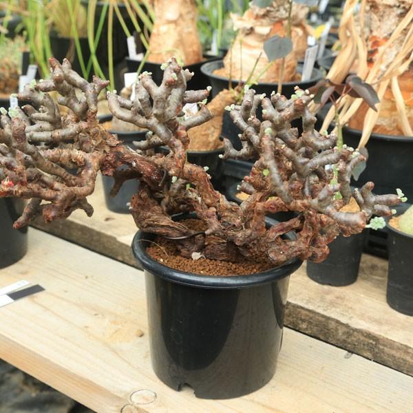 塊根植物：ペラルゴニウム ミラビレ*幅30cm 現品 一品限り : 遊恵盆栽