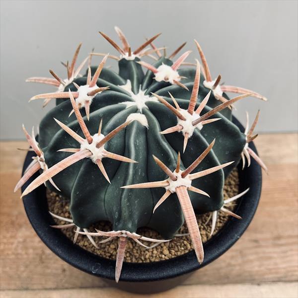 サボテン：ホマロケファラ 綾波*幅12cm 現品！一品限り : 遊恵盆栽