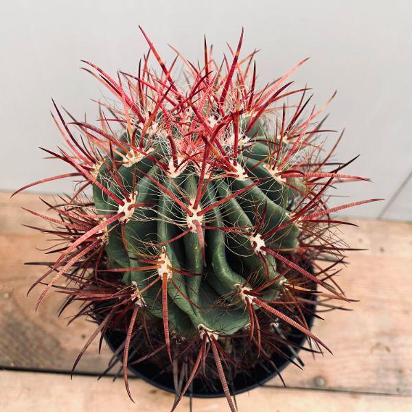サボテン：フェロカクタス 赤鳳ピロサス*幅11cm 現品！一品限り