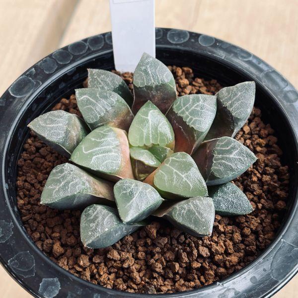 多肉植物：ハオルチア コレクタ*幅7.5cm 現品！一品限り : 遊恵盆栽