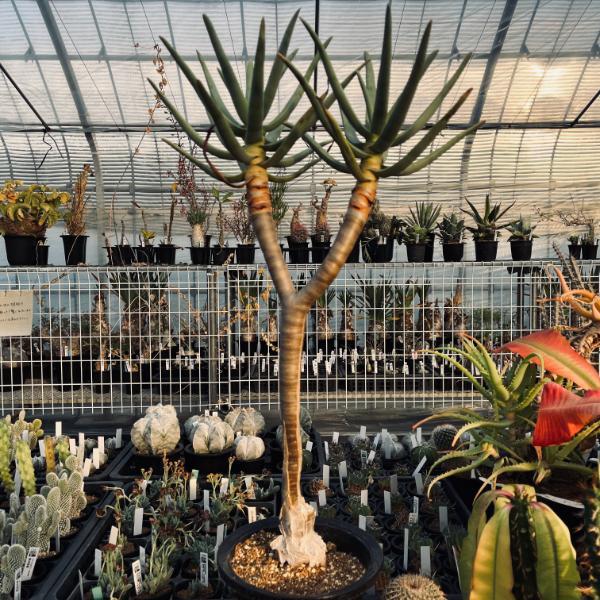 多肉植物：アロエ ラモシシマ*幅40cm 現品！一品限り : 遊恵盆栽