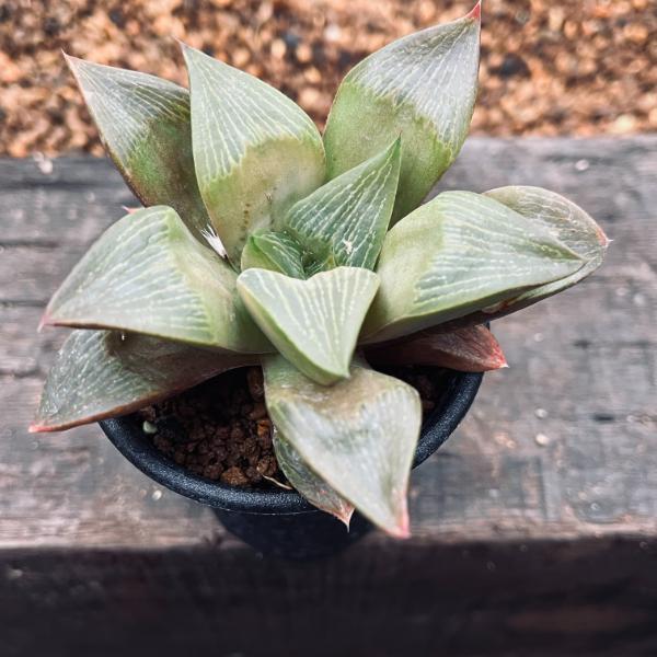 多肉植物：ハオルチア 王寿*幅9cm : 遊恵盆栽 Yahoo!店 - 通販