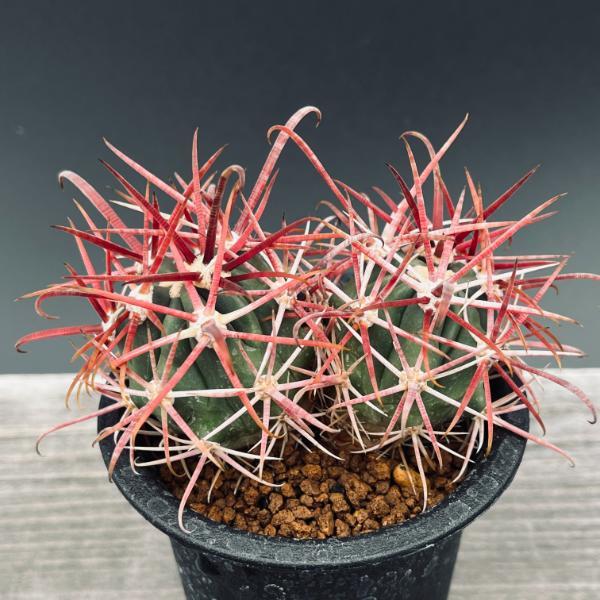 サボテン：フェロカクタス 赤刺金冠竜*幅7.5cm ☆赤松実生 現品