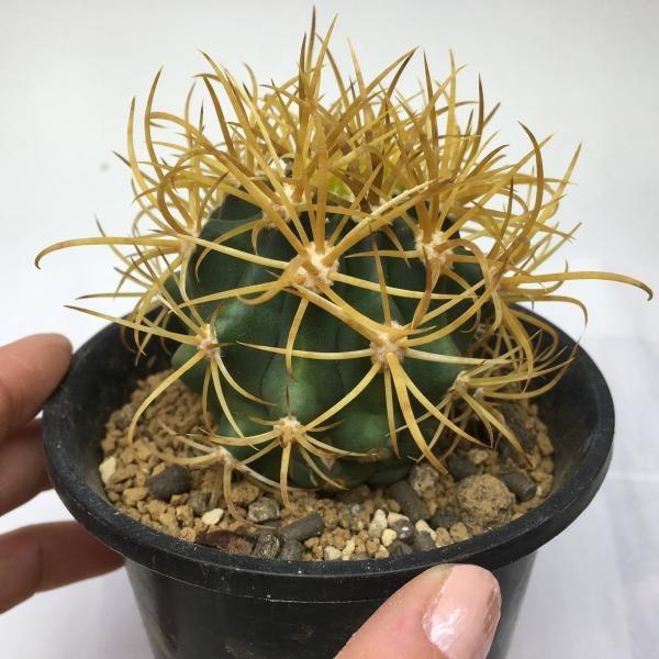 サボテン：フェロカクタス 黄刺金冠竜*6cm 現品 一品限り : 遊恵盆栽