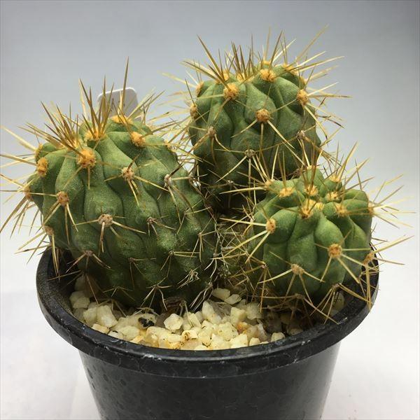 サボテン：コピアポア ハセルトニアナ 逆鱗丸*全幅8cm 現品 一品限り