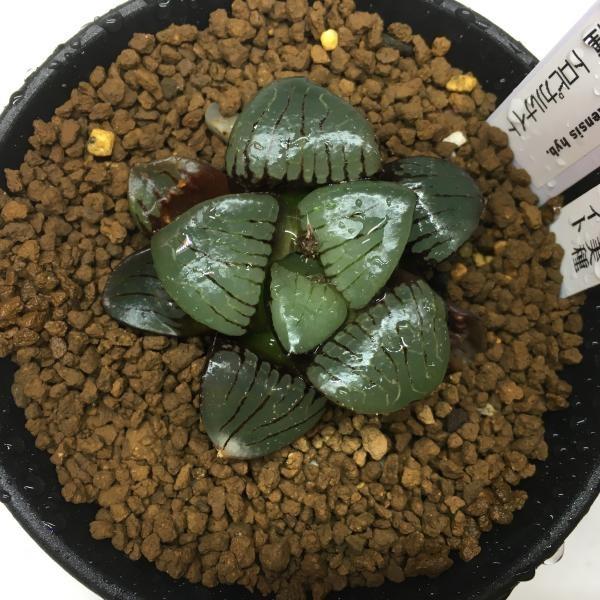 多肉植物：ハオルチア スプリング交配種 トロピカル・ナイト*幅5.5cm