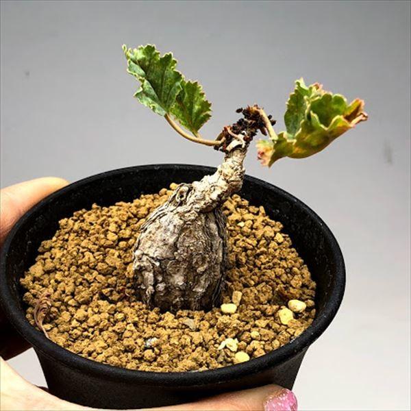 多肉植物：ペラルゴニウム sp.nov*塊根幅5cm 現品 一品限り : 遊恵