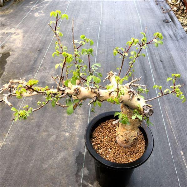 コーデックス：コミフォラ カタフ ターカネンシス*幅43cm 現品！一品