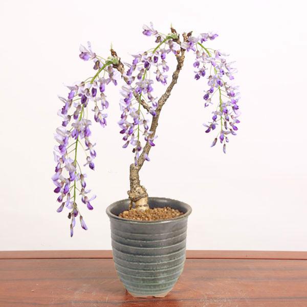 盆栽：一才藤（小・萬古焼みどり深鉢）* (2026年春開花予定) さくふじ