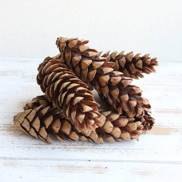 ドライフラワー 花材 即日出荷 RMストローブパインL 木の実 松かさ 松
