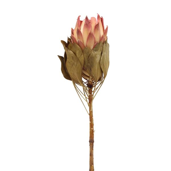 ドライフラワー 花材 即日出荷 キングプロテアM ナチュラル プロティア