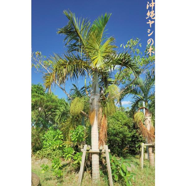 yashinoki_na697v2aac