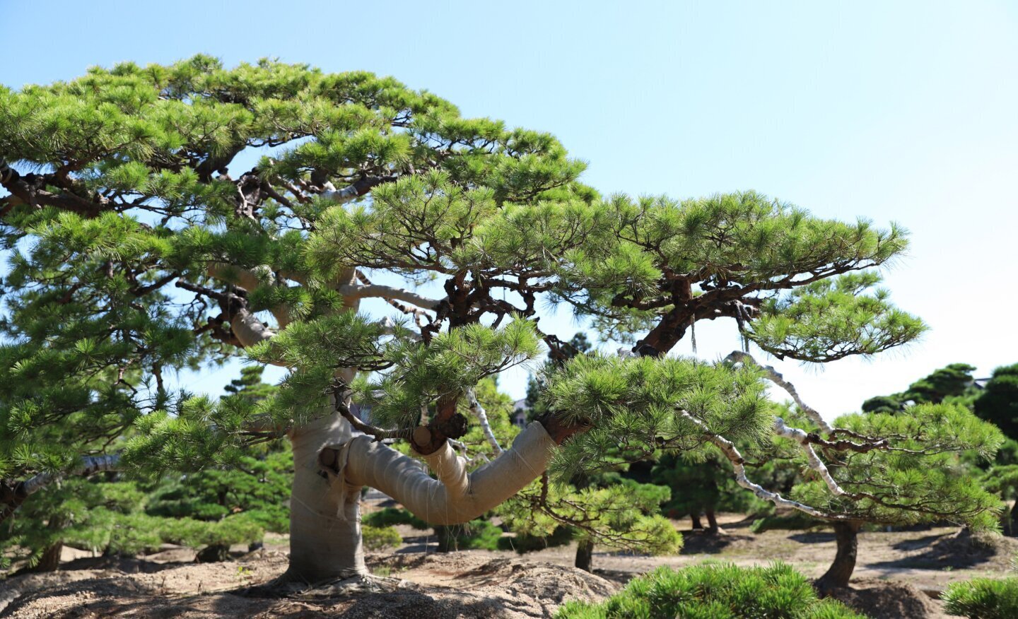 黒松は盆栽だけじゃない！庭木としての魅力 🌲✨ | 大津尚楽園 | 黒松
